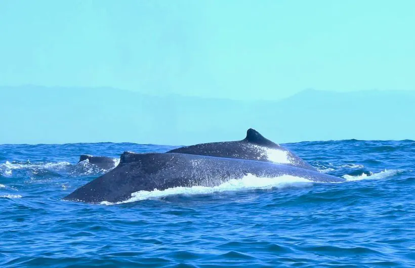 whales